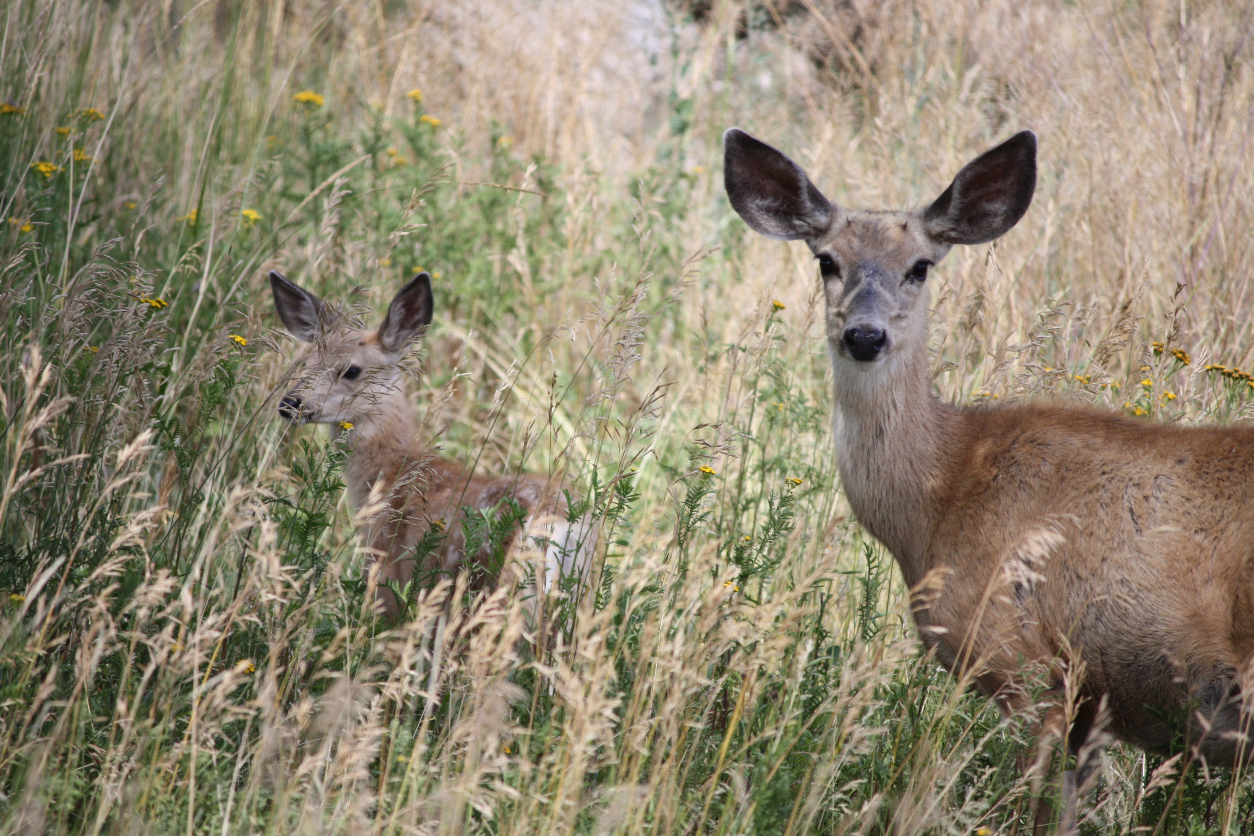 Mom and baby deer in Yellowstone National Park
