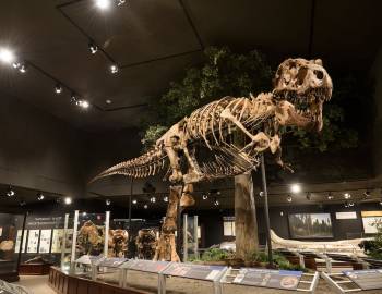 A tyrannosaurus rex fossil on display at the Museum of the Rockies