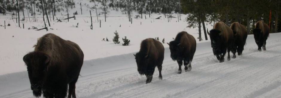 Bison on road in Yellowstone National Park