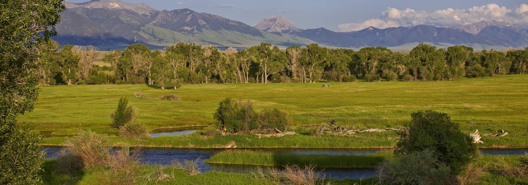 Clear river and a green field in Montana with a forest and hills in the distance.