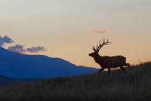 Silhouette of an elk walking along a ridge with mountains in the background