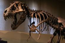 T-Rex Skeleton
