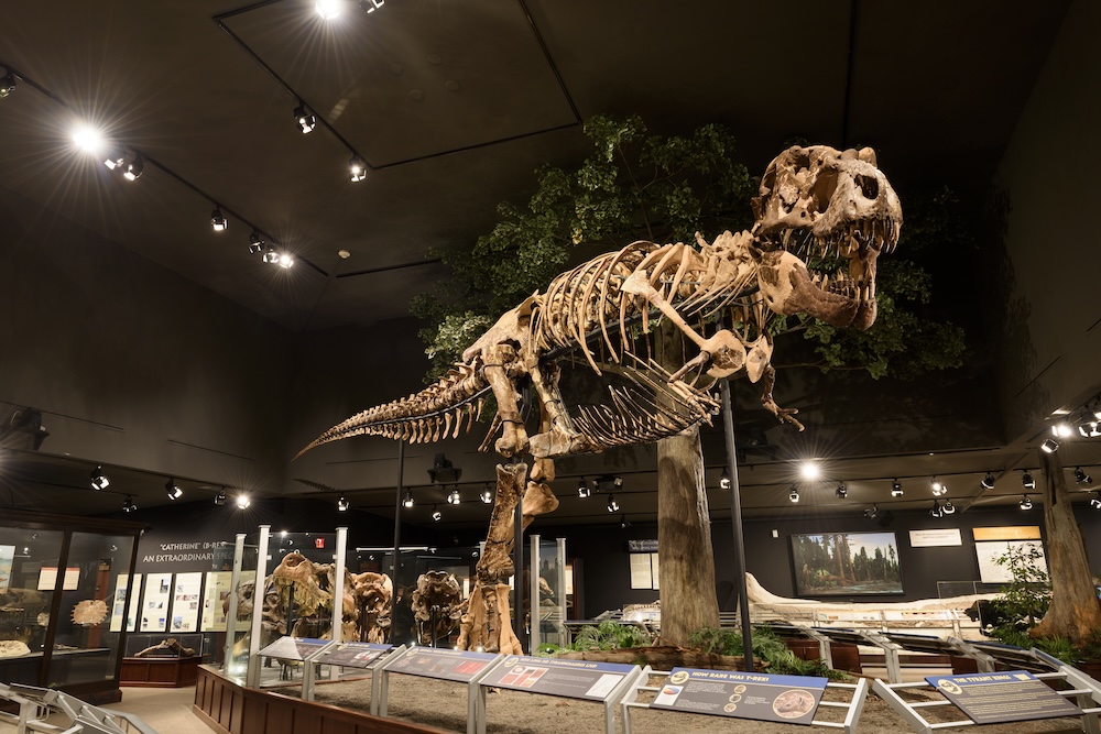 A tyrannosaurus rex fossil on display at the Museum of the Rockies