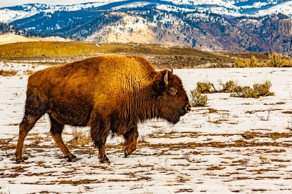 An American Bison walking through a snow-covered field in Yellowstone National Park