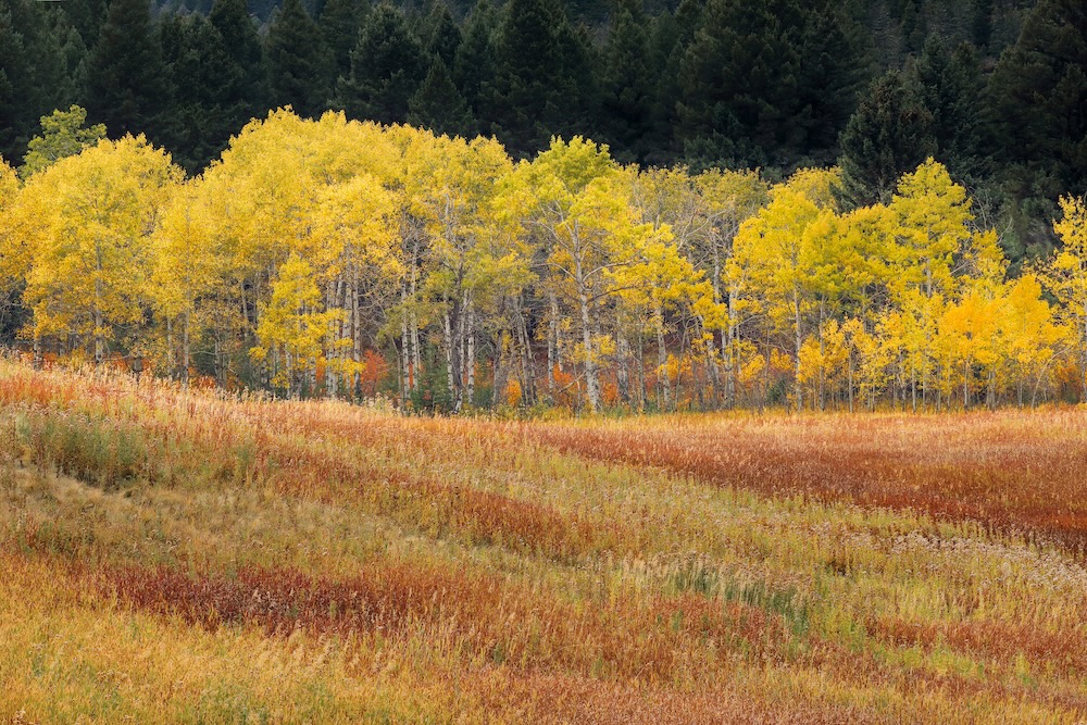 Fall-color grass and aspen trees