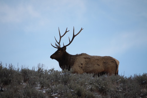 Montana Elk