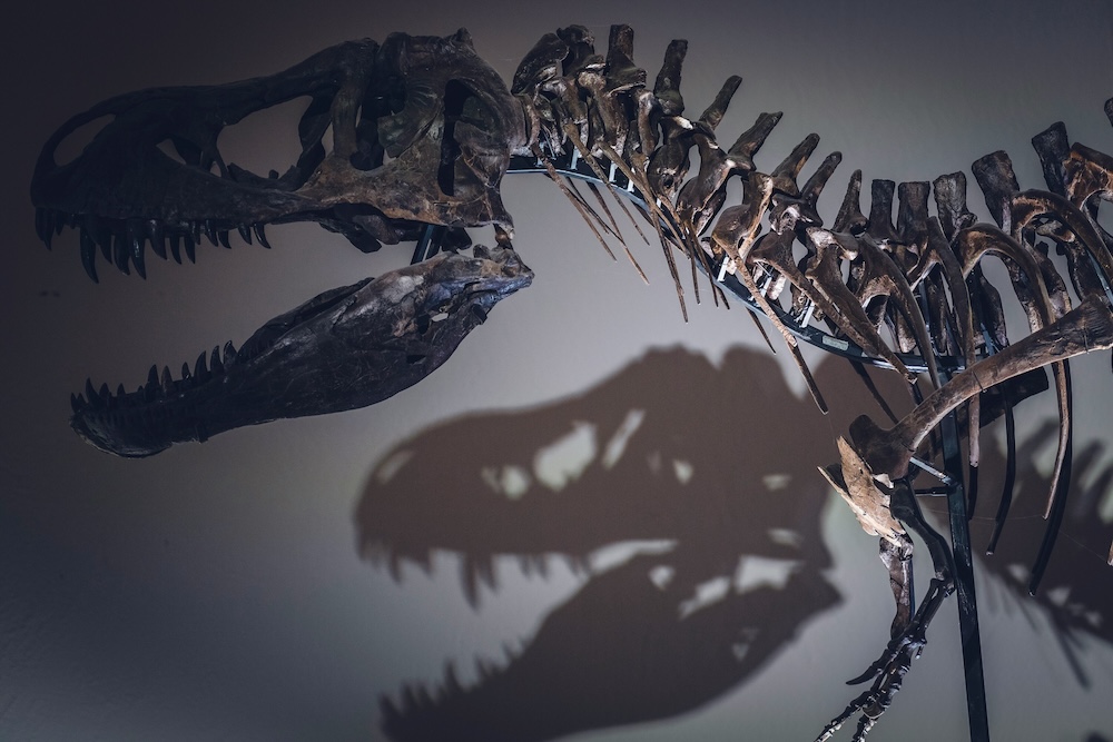 T-Rex Skeleton and shadow