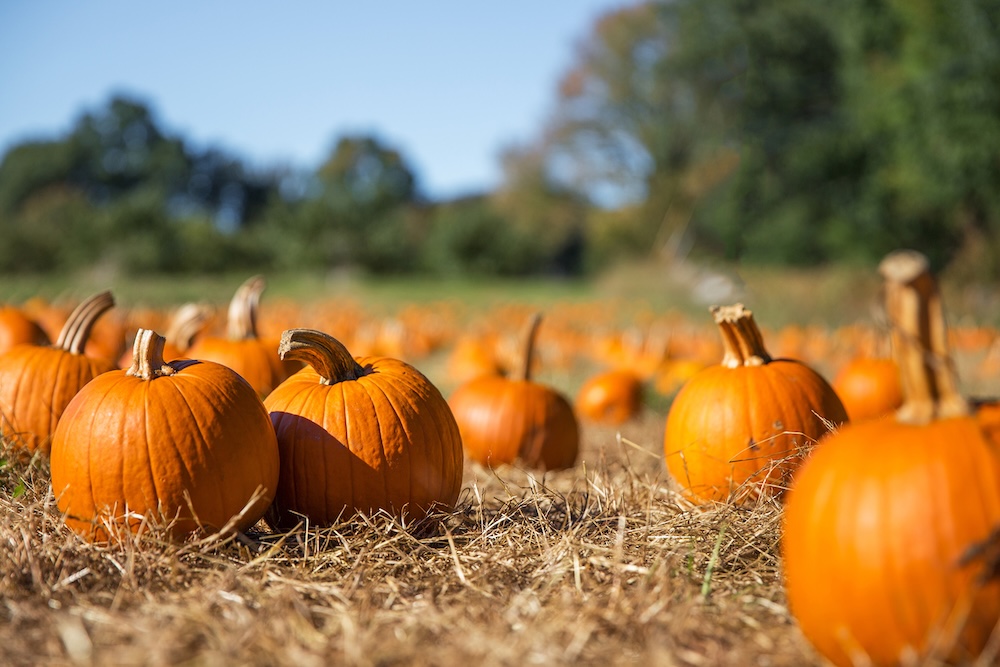 Several pumpkins sitting in a field