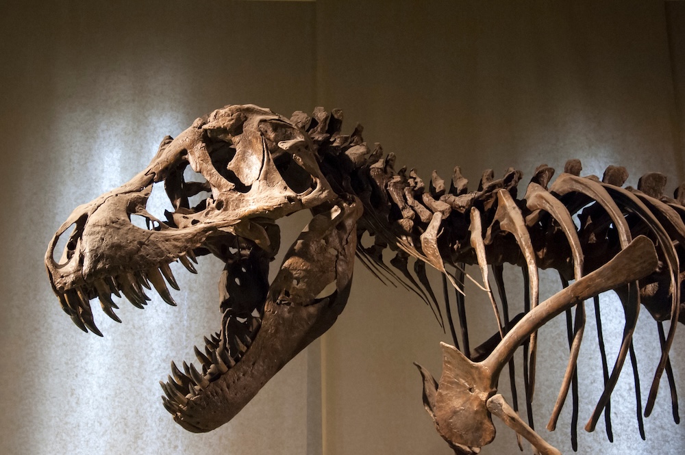 A tyrannosaurus rex fossil on display against a gray background