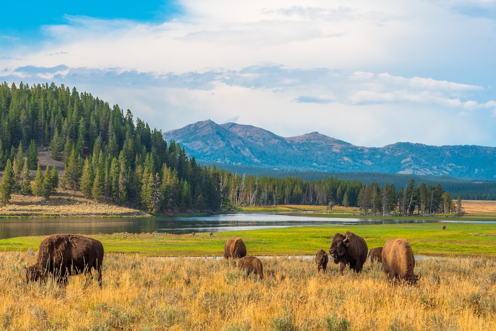 Bison herd in valley at Yellowstone National Park
